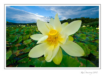 lotus-wide-angle-6-frm.jpg
