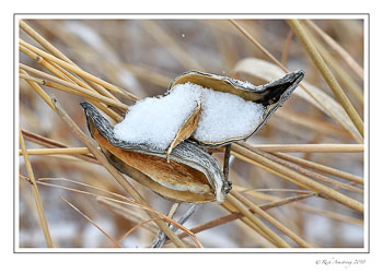 milkweed-2.jpg