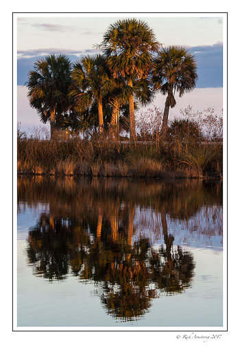 palm-tree-reflection-1-copy.jpg