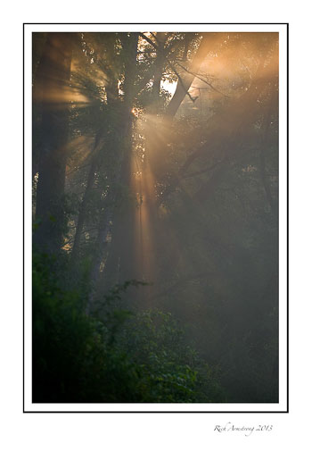 sun-through-trees-1-frm.jpg