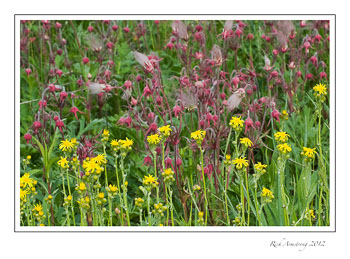 yellow-pink-frm.jpg