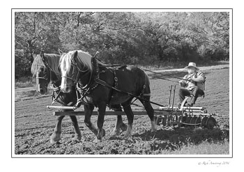 2-horse-team-discing.jpg
