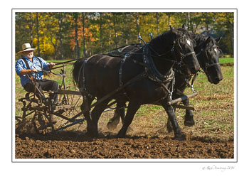 2-team-horse-1.jpg