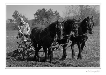 3-team-plow-2.jpg
