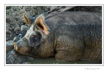 Hog-1-frm.jpg