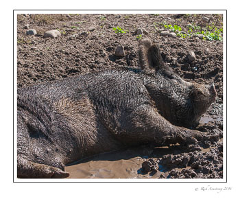 Hog-1.jpg