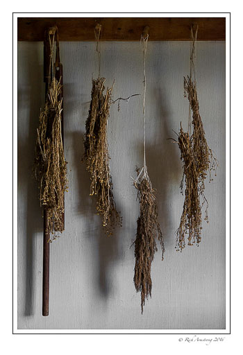 dehydrated-plants-copy.jpg