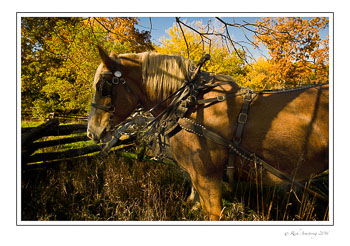 horse-1framed.jpg
