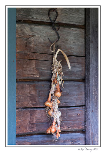 onions-1-copy.jpg