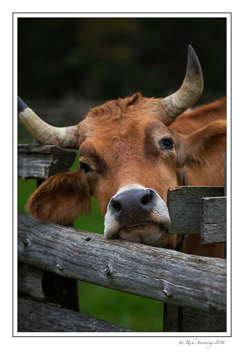 oxen-1-copy.jpg