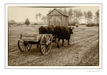 oxen-n-cart.jpg