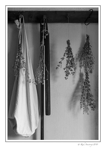 plants-drying-1-bnw-copy.jpg