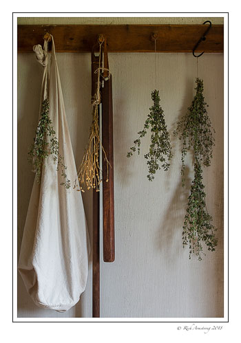 plants-drying-1-copy.jpg