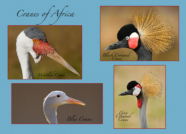 2-Cranes-of-Africa-Web-site.jpg
