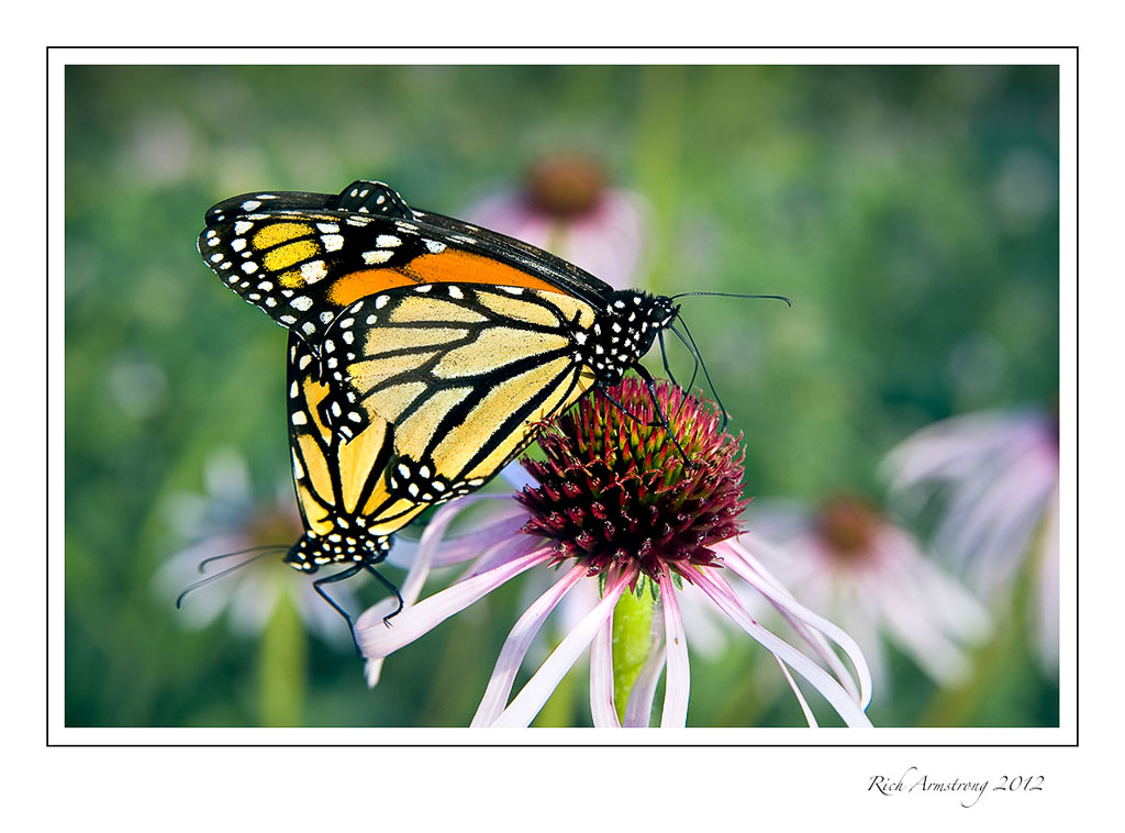 2-monarchs-2-frm.jpg