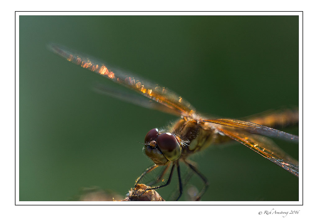 Dragonfly-5.jpg