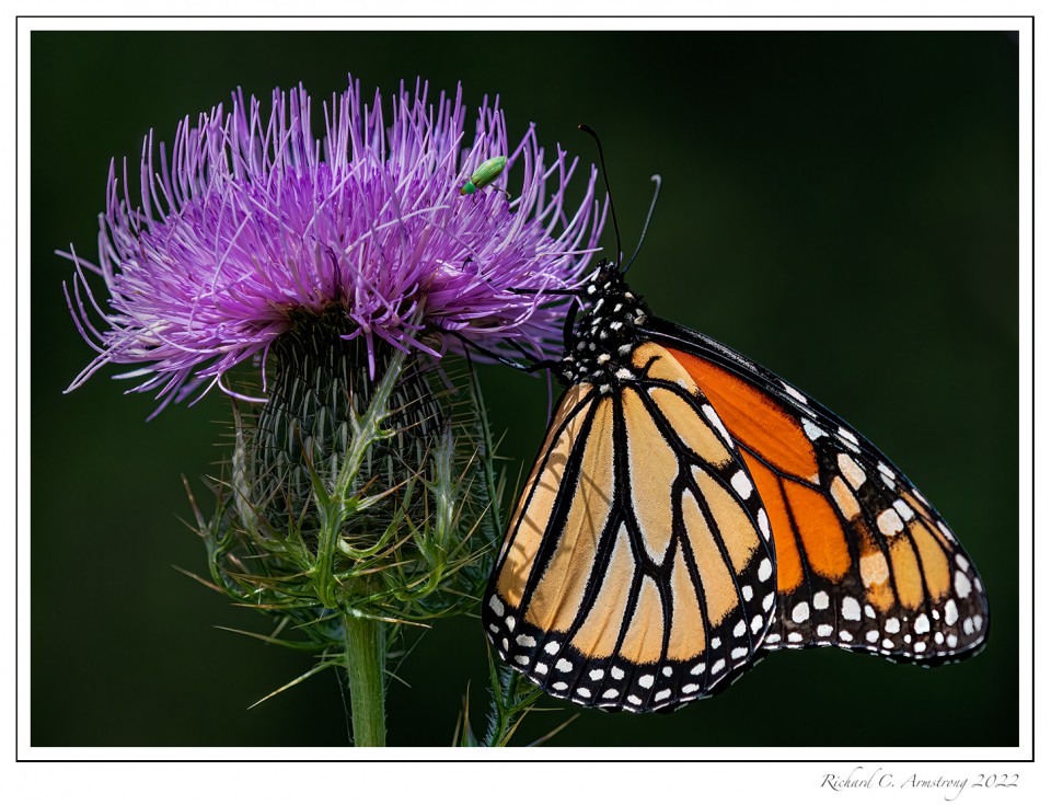 Monarch-butterfly-on-Thistle-1-copy-2.jpg