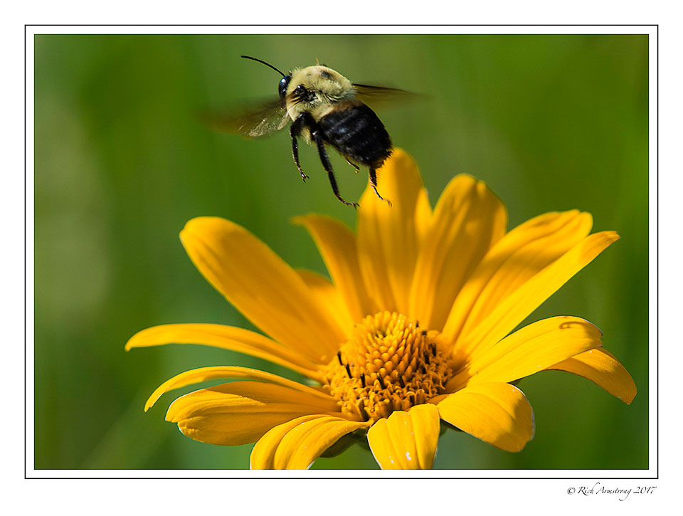 bee-in-flight-1-copy.jpg
