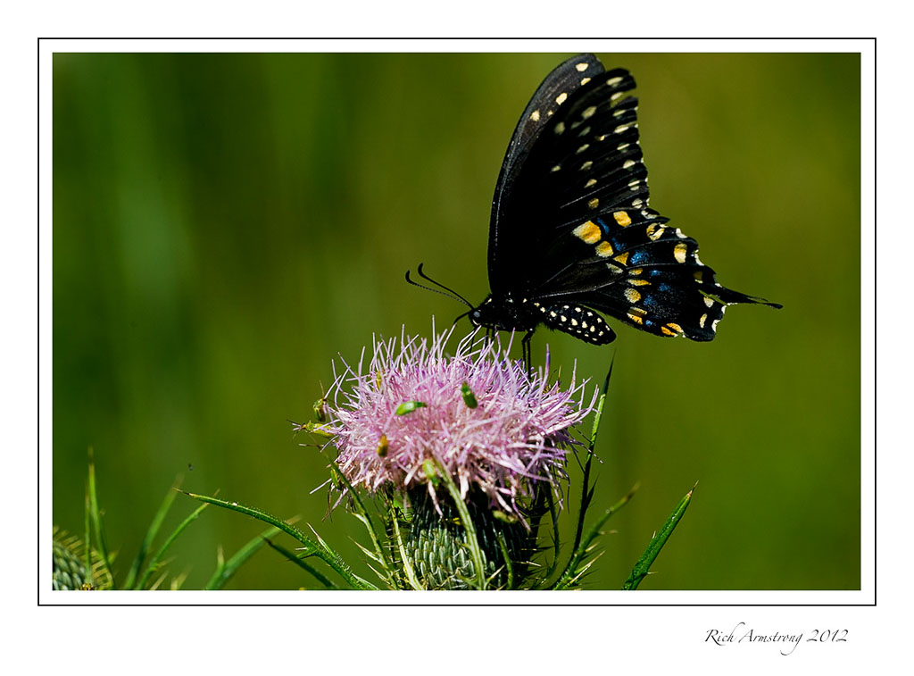 black-swallowtail-1-frm.jpg