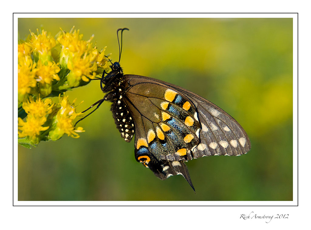 black-swallowtail-2-frm.jpg