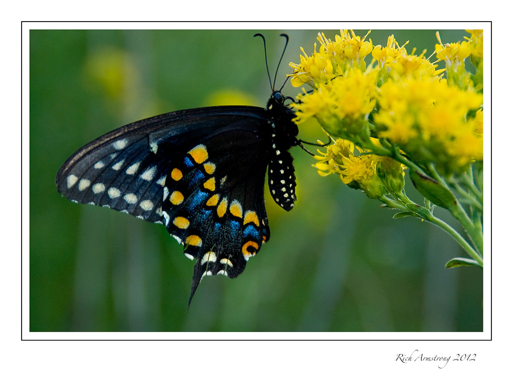 black-swallowtail-5-frm.jpg