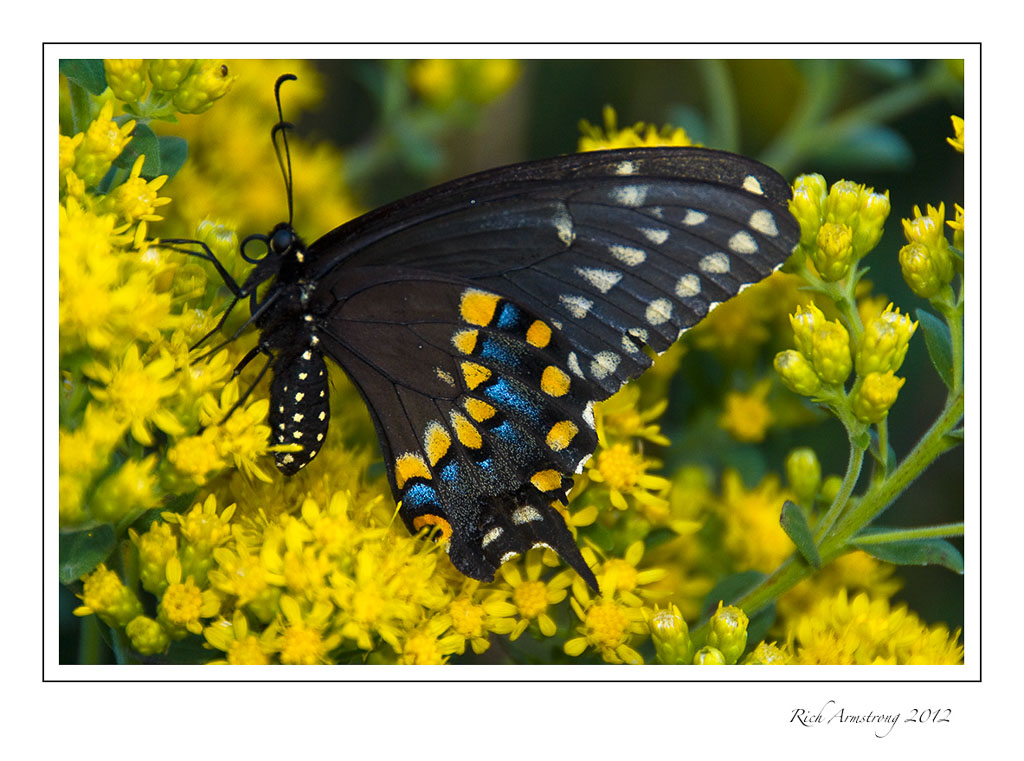 black-swallowtail-6-frm.jpg
