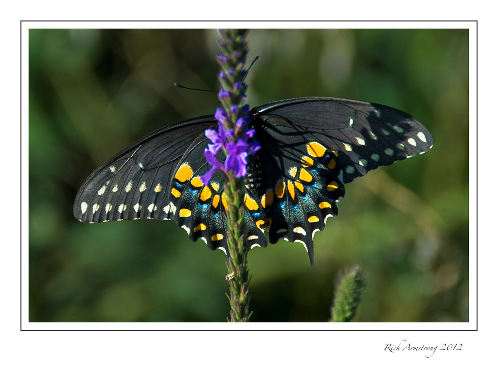 black-swallowtail1-frm.jpg