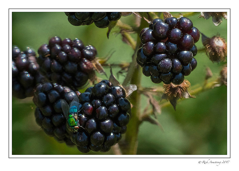 blackberries-n-fly-1-copy.jpg