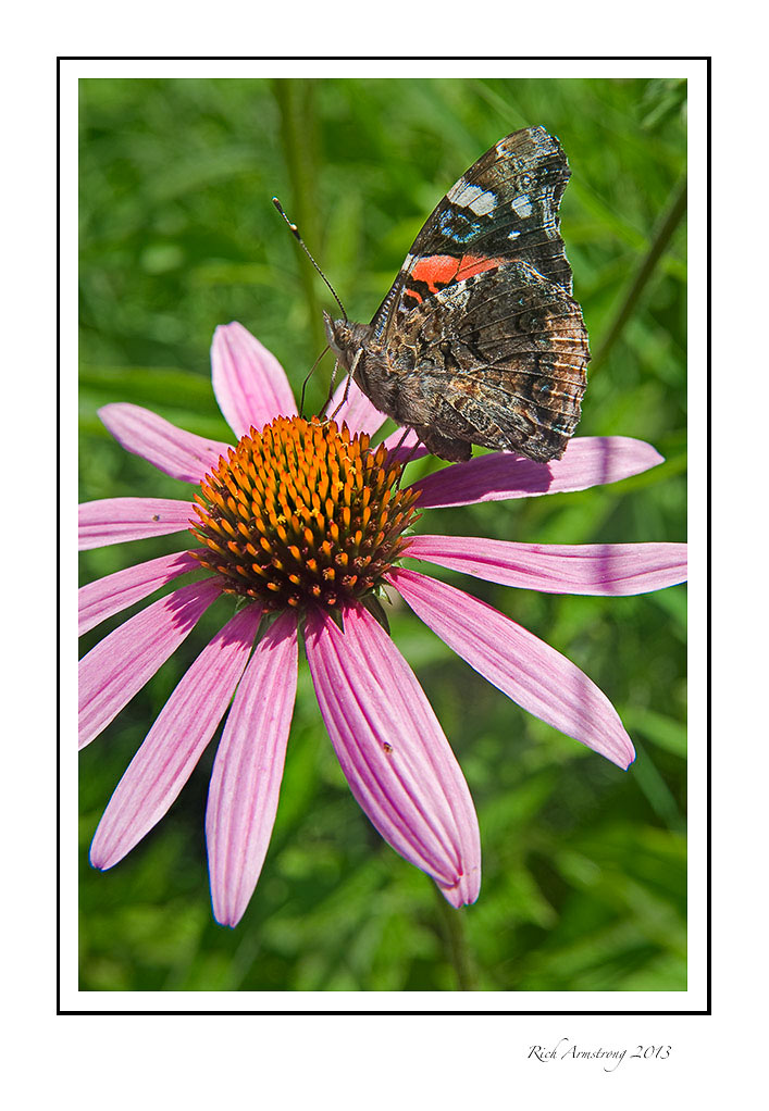 butterfly-on-cone-flower-frm.jpg