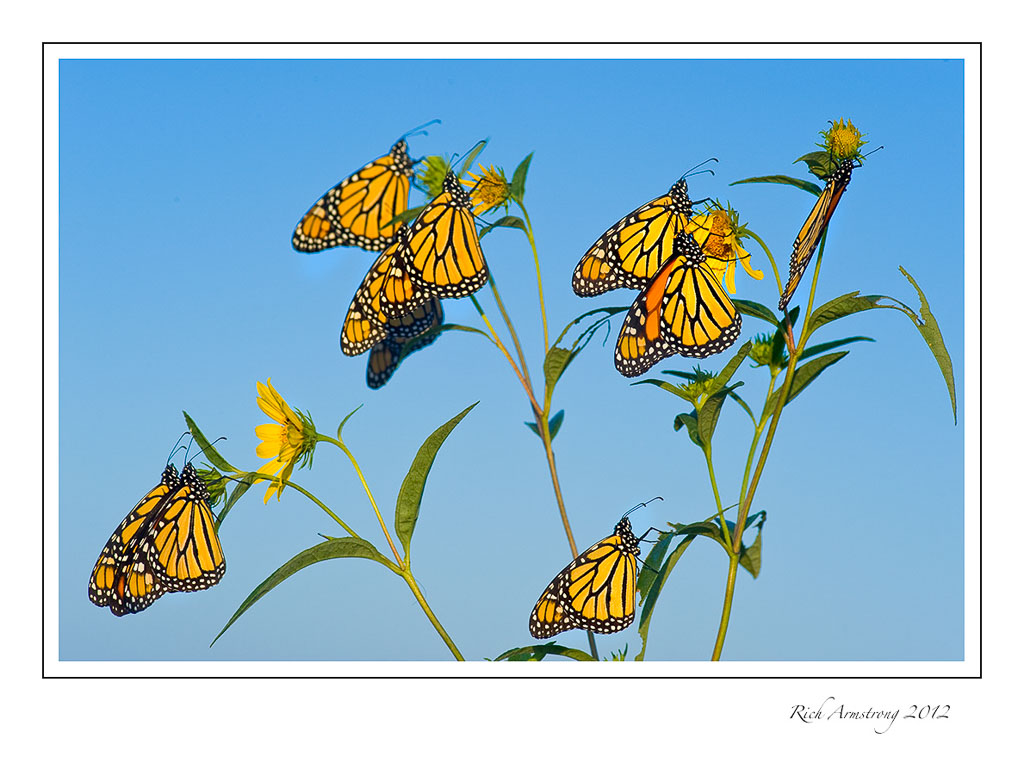 butterfly-tree-frm.jpg