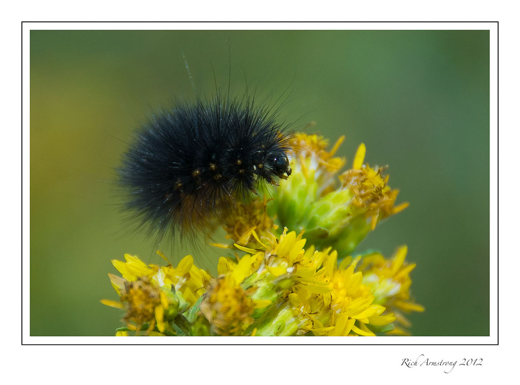 caterpillar-6-frm.jpg