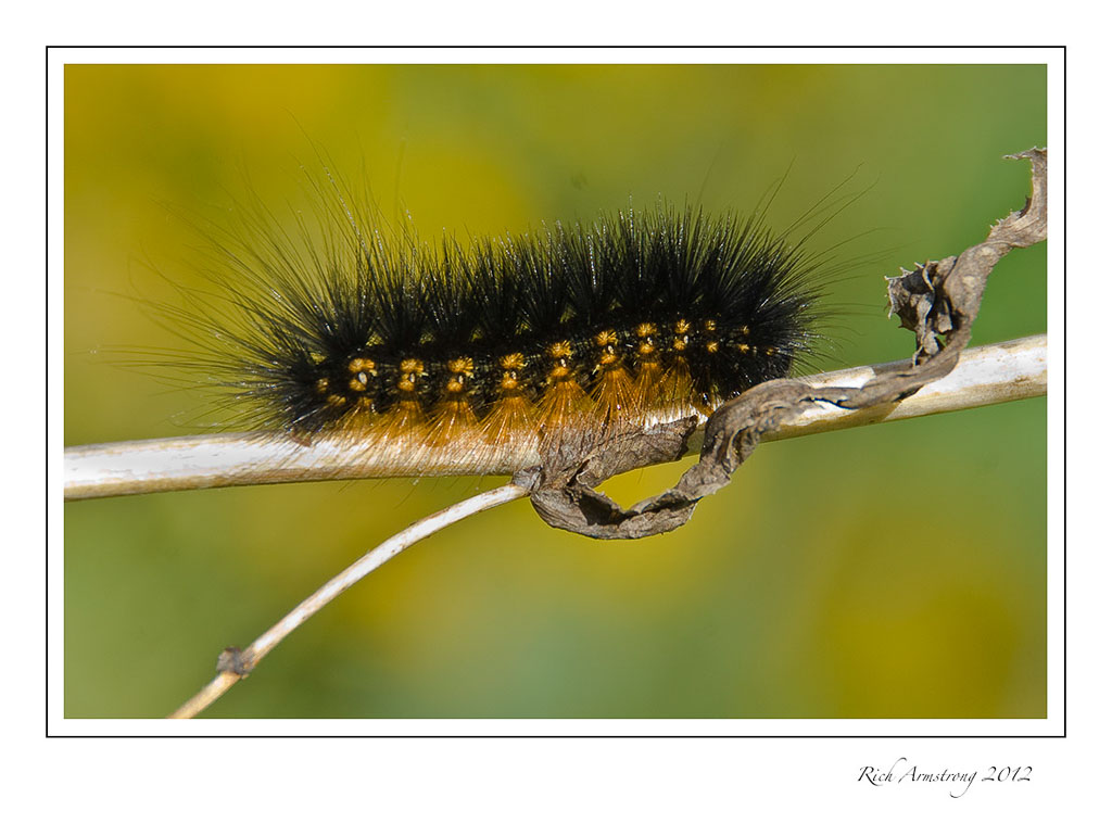 caterpillar-8-frm.jpg