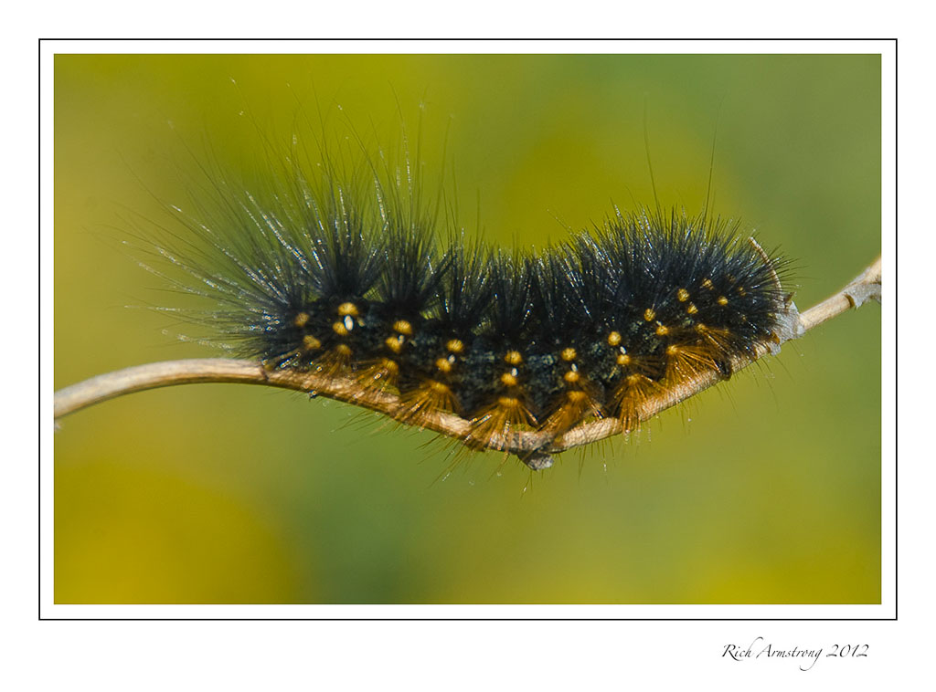 caterpillar-9-frm.jpg