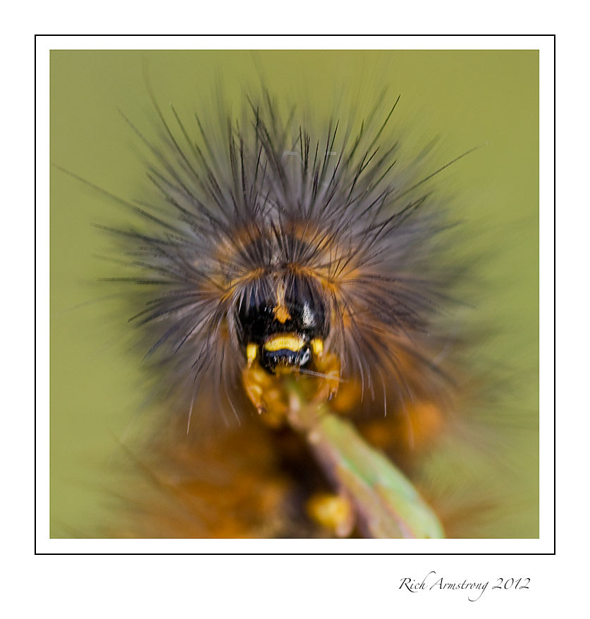 caterpillar-face-2-frm.jpg