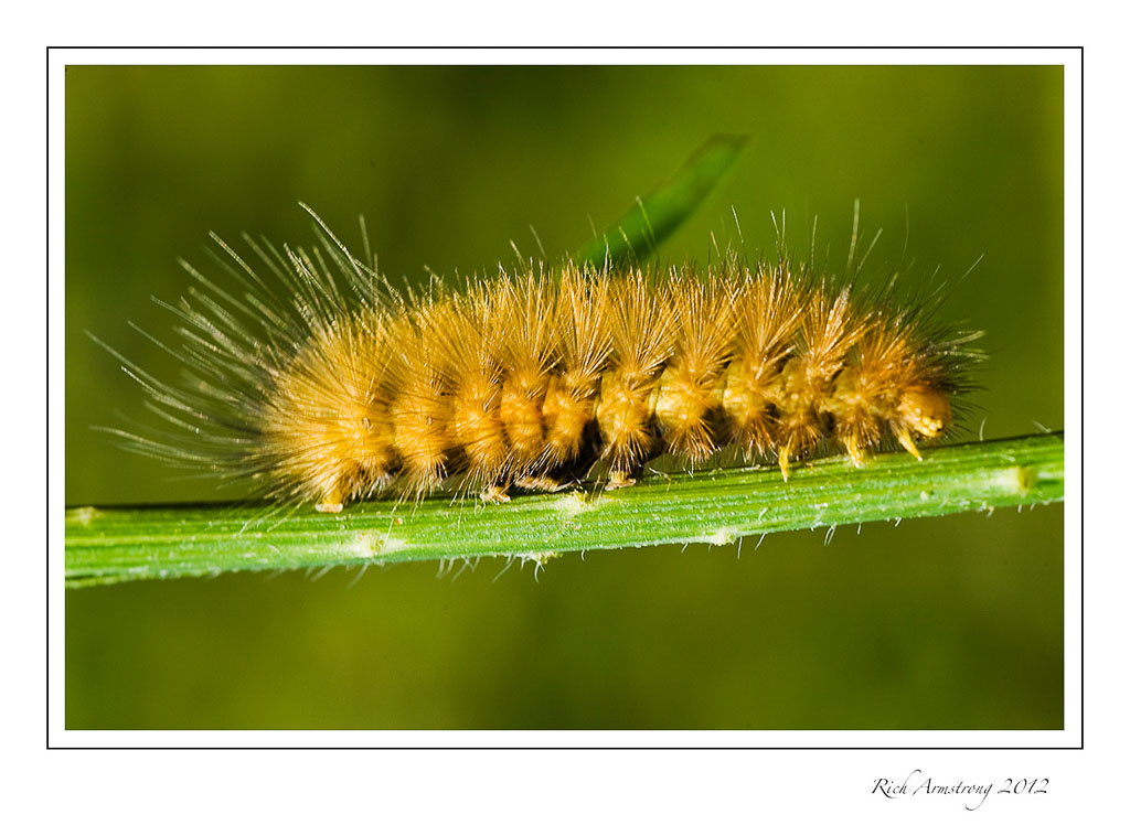 caterpillar-orange-1-frm_.jpg