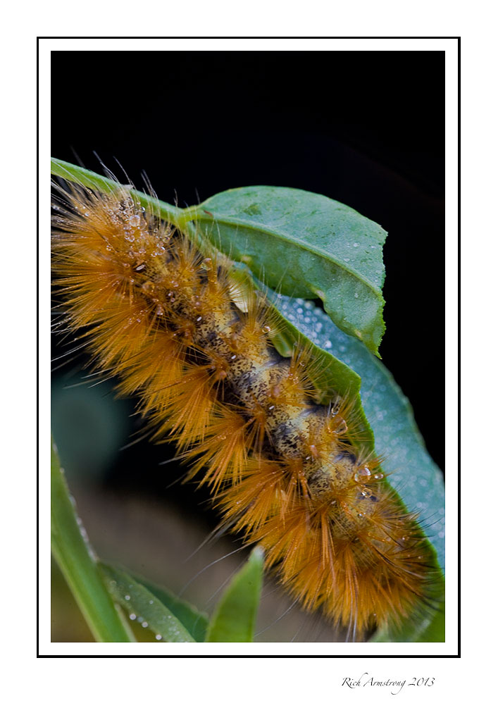 caterpillar-ornge-1-frm.jpg
