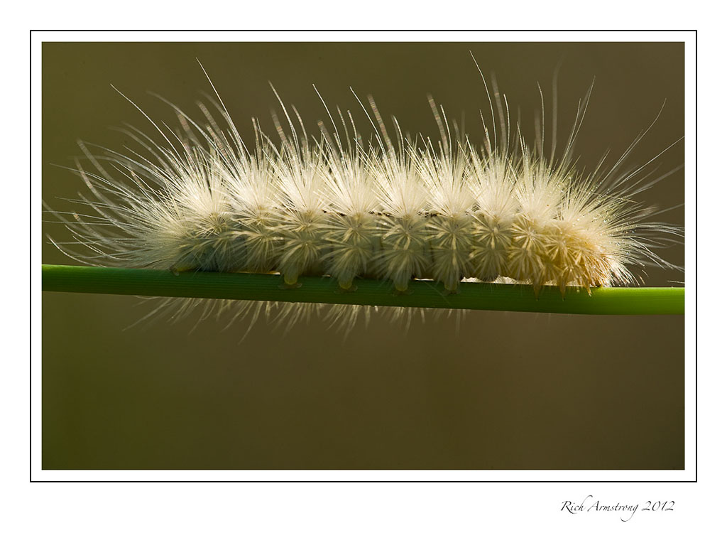 caterpillar-white-1-frm.jpg