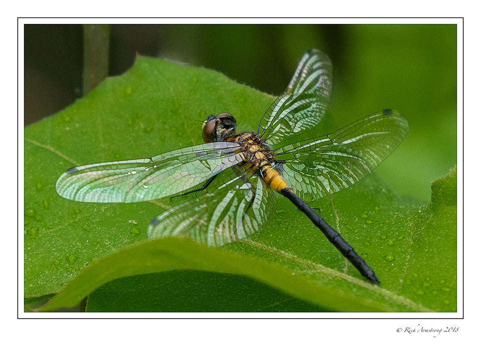 dragonfly-1-copy.jpg