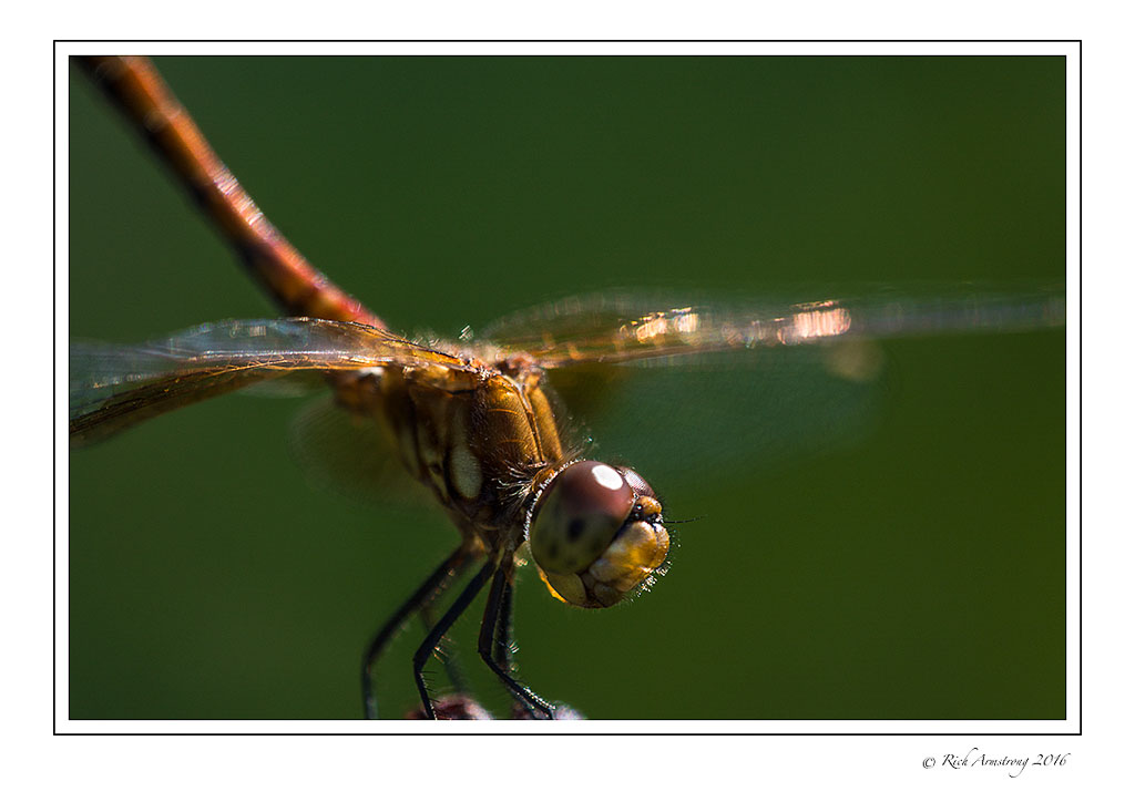 dragonfly-1.jpg