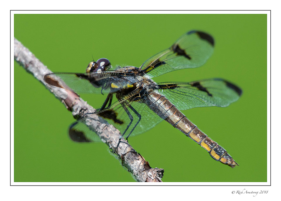 dragonfly-13-copy.jpg