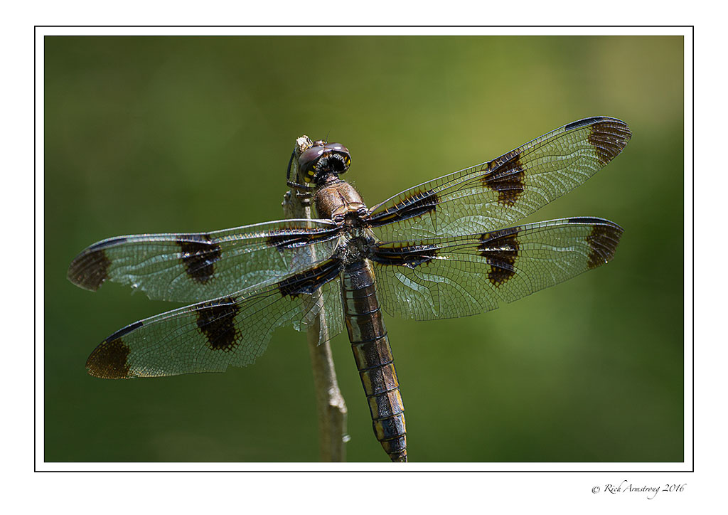 dragonfly-1c.jpg