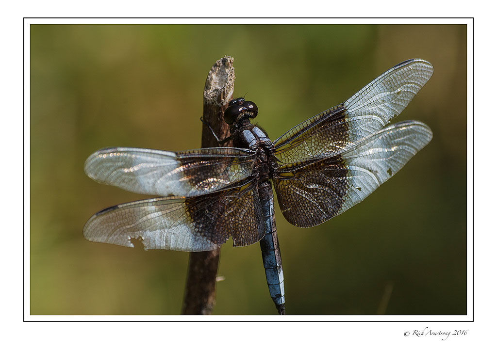 dragonfly-2c.jpg