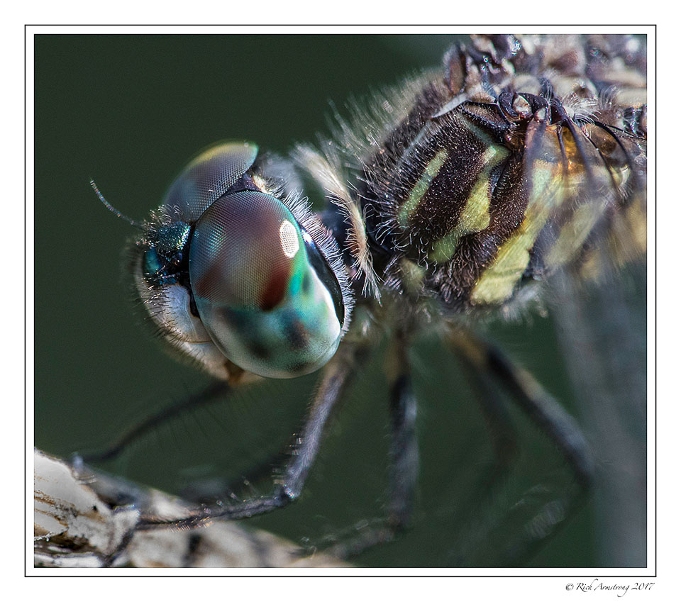 dragonfly-4-copy.jpg