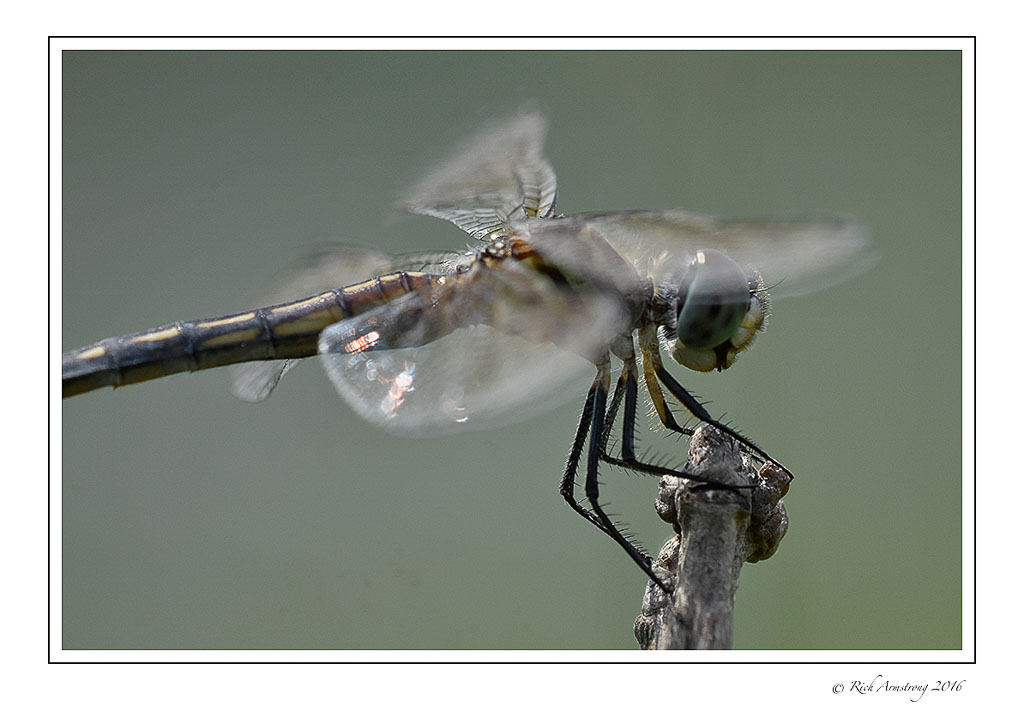 dragonfly-4-w.jpg