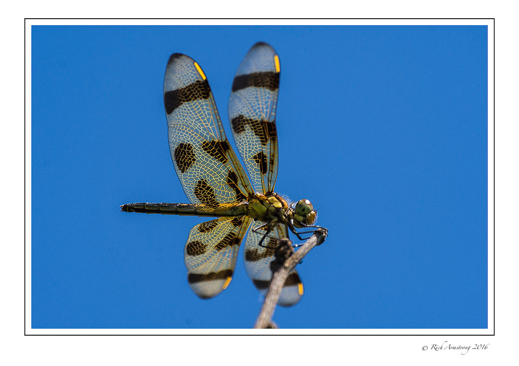 dragonfly-4aw.jpg