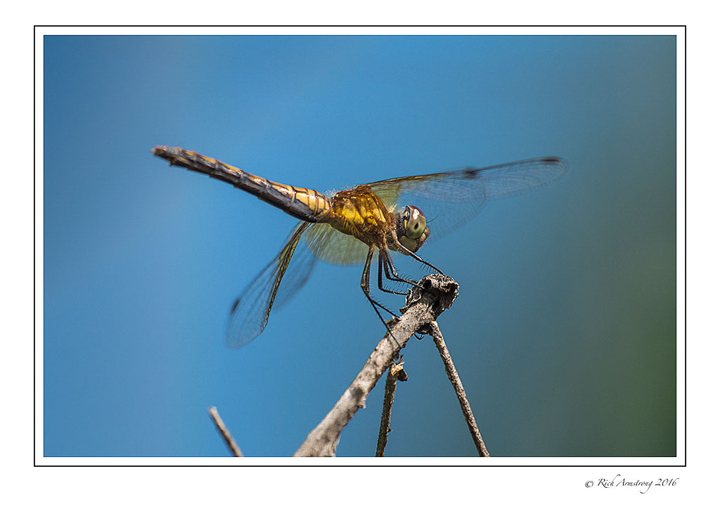dragonfly-4c.jpg