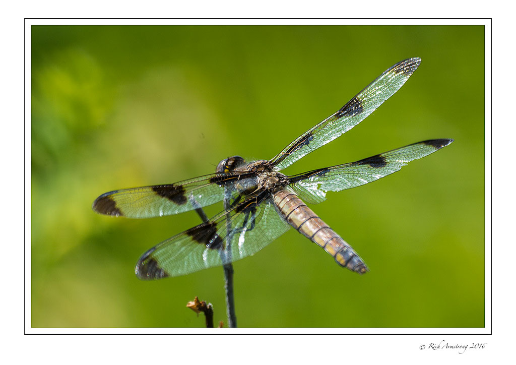 dragonfly-5w.jpg