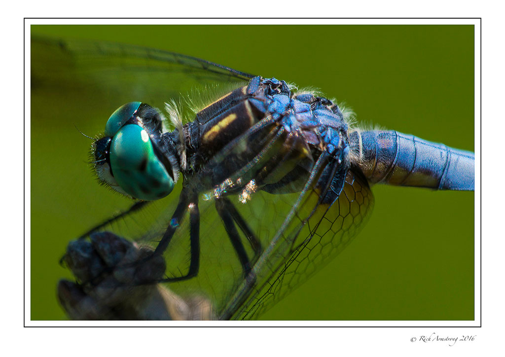 dragonfly-5w2.jpg