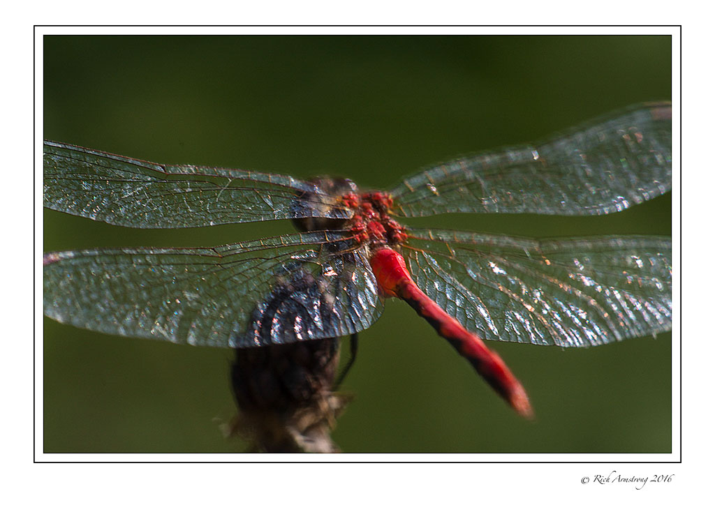 dragonfly-7.jpg