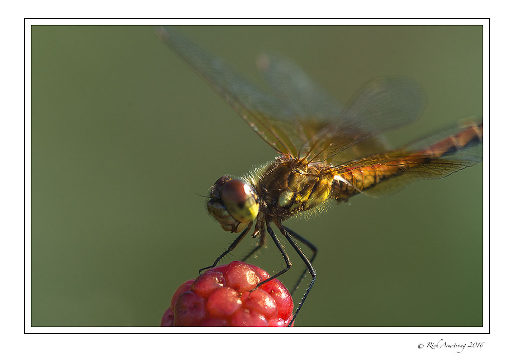 dragonfly-8.jpg